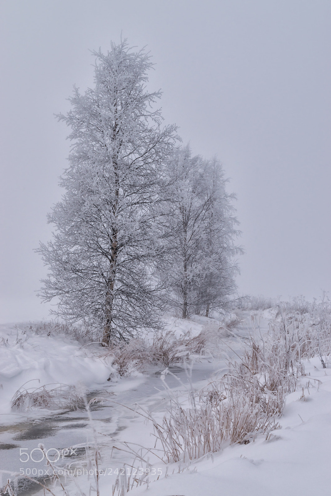 Nikon D5500 sample photo. Winter photography