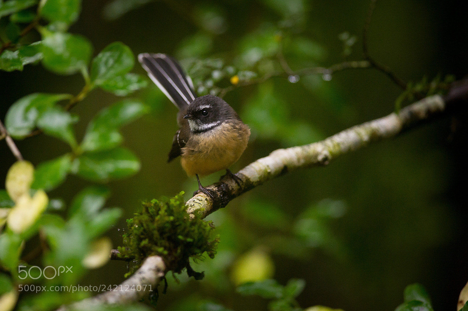 Nikon D3S sample photo. South island fantail photography