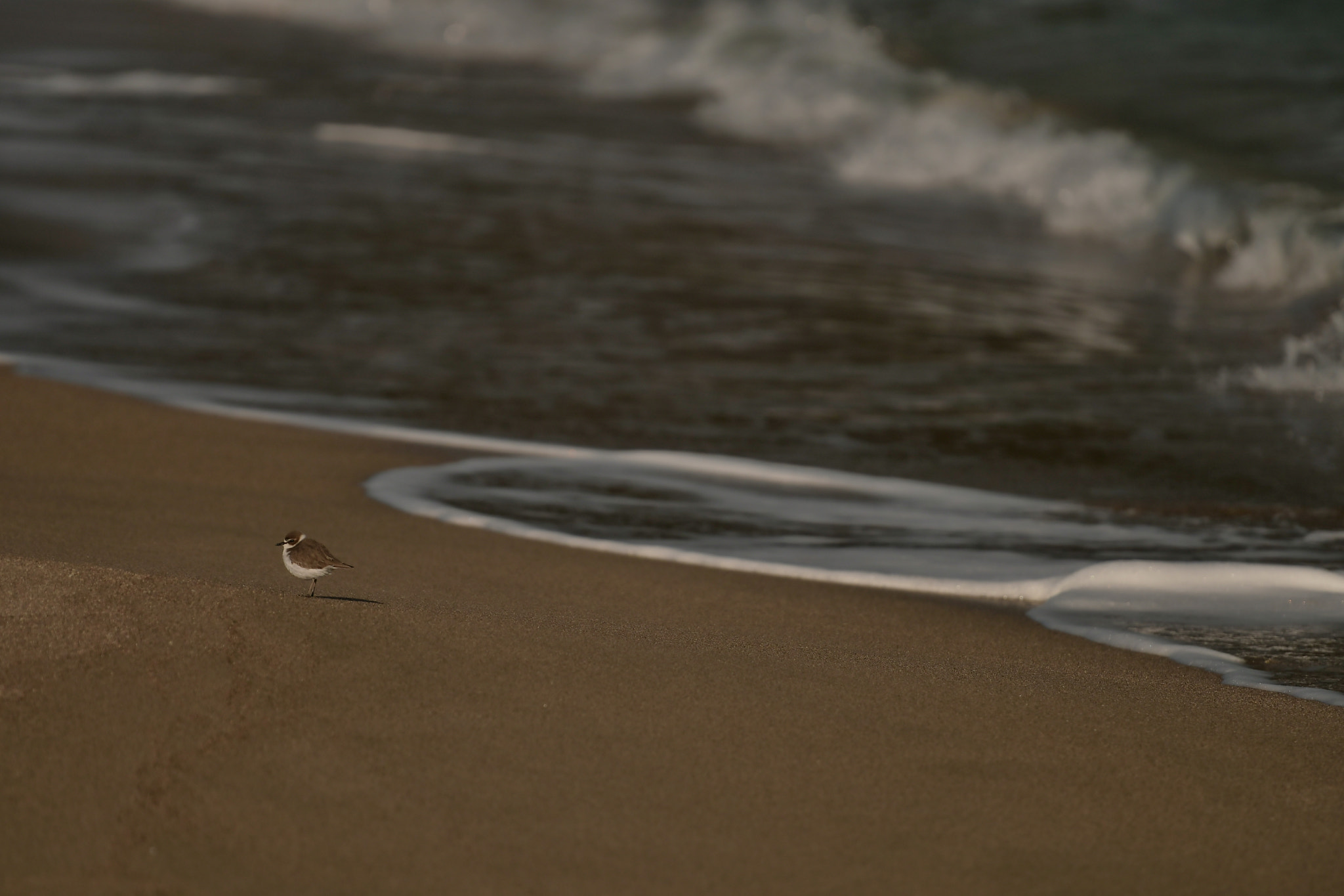 Nikon AF-S Nikkor 70-200mm F2.8G ED VR II sample photo. Swallow photography
