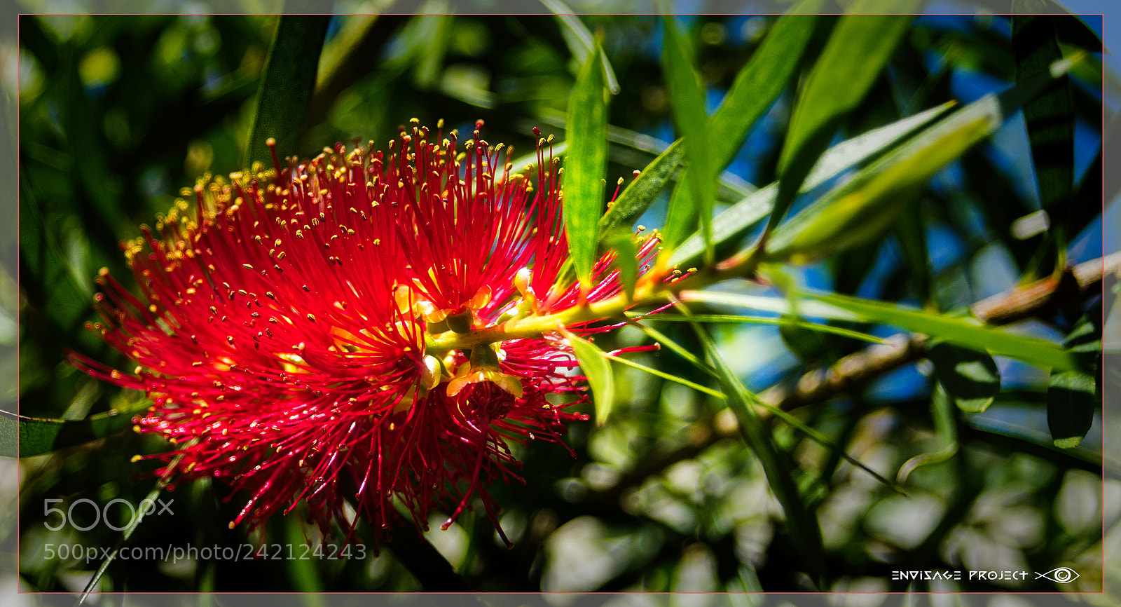 Sony a7R sample photo. Spring blooming red photography