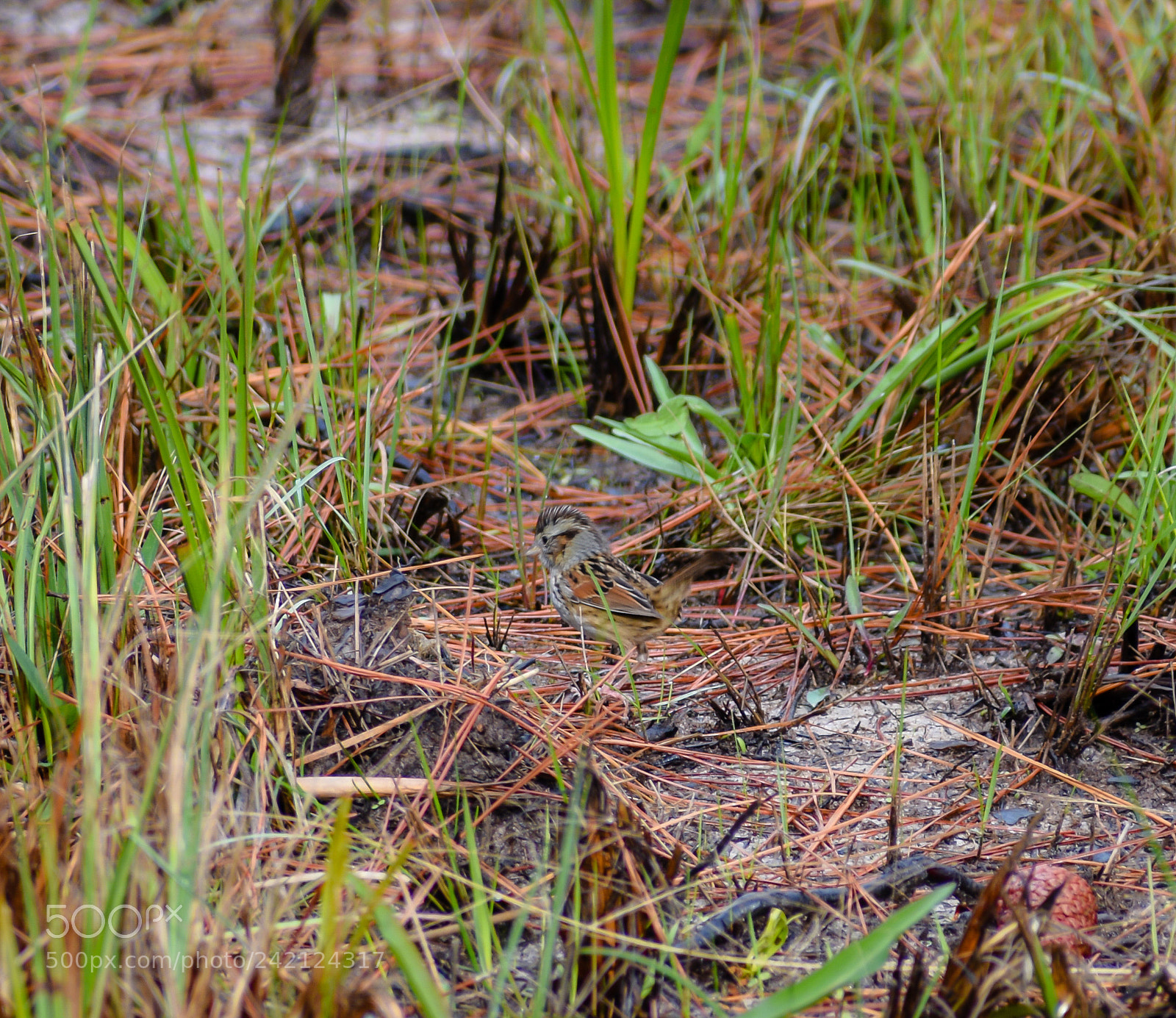 Nikon D3400 sample photo. Marsh wren photography