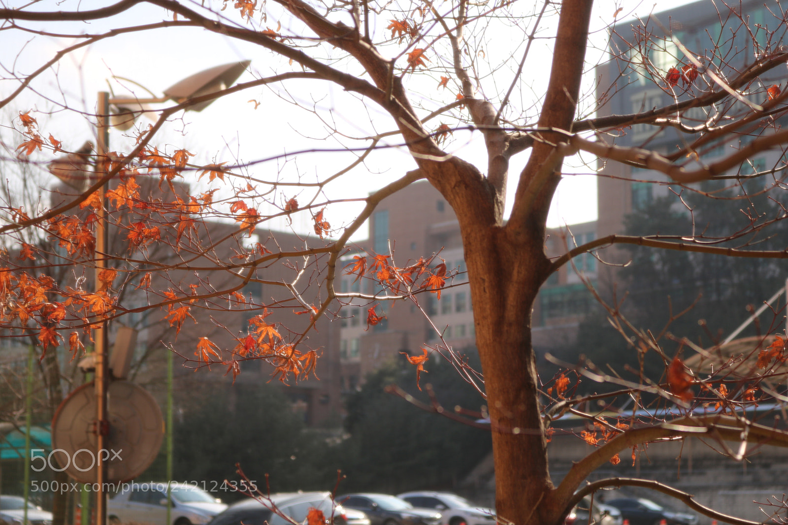 Canon EOS 750D (EOS Rebel T6i / EOS Kiss X8i) sample photo. Img photography