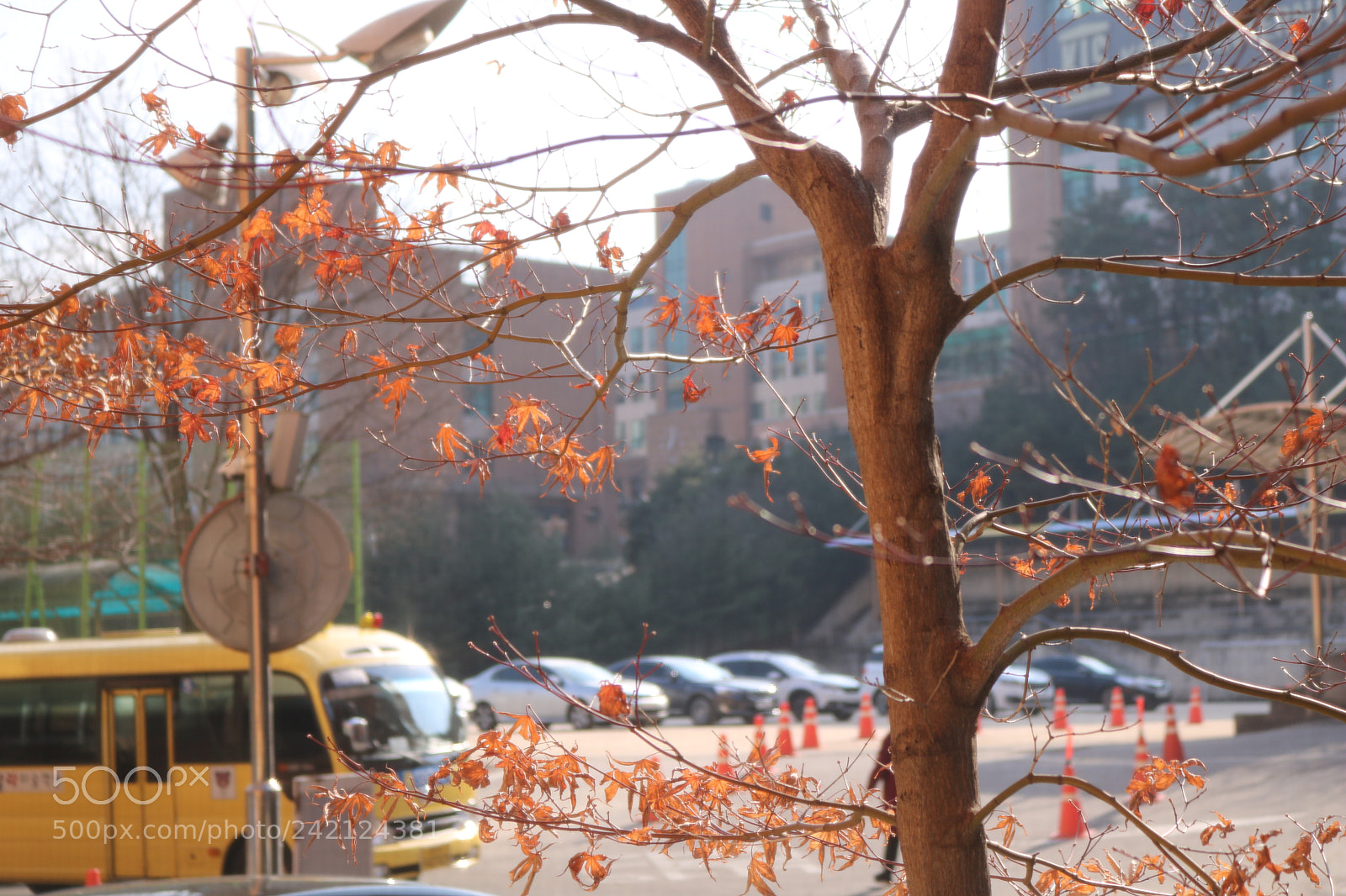Canon EOS 750D (EOS Rebel T6i / EOS Kiss X8i) sample photo. Img photography
