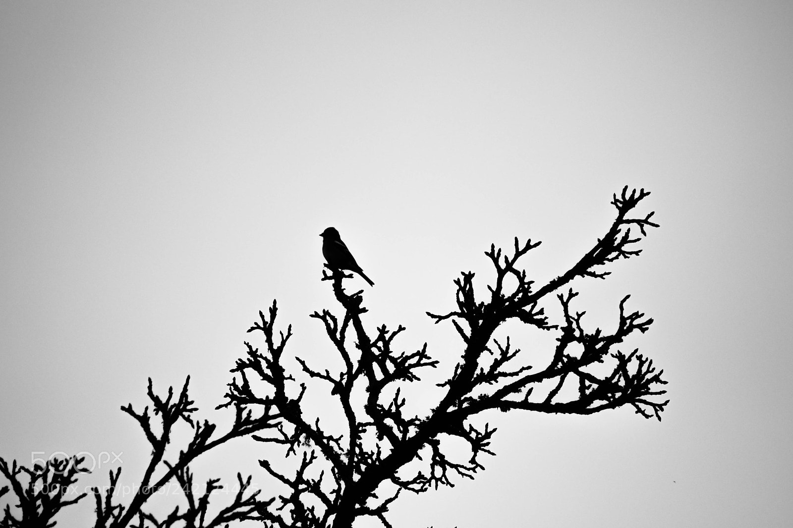 Nikon D7500 sample photo. Lightning bird photography