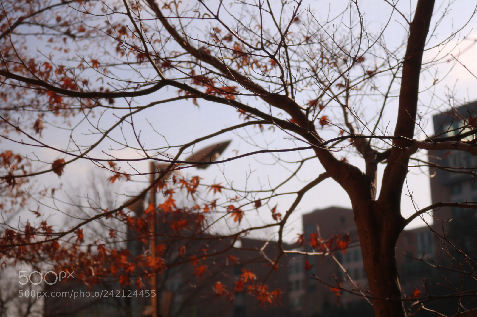 Canon EOS 750D (EOS Rebel T6i / EOS Kiss X8i) sample photo. Img photography