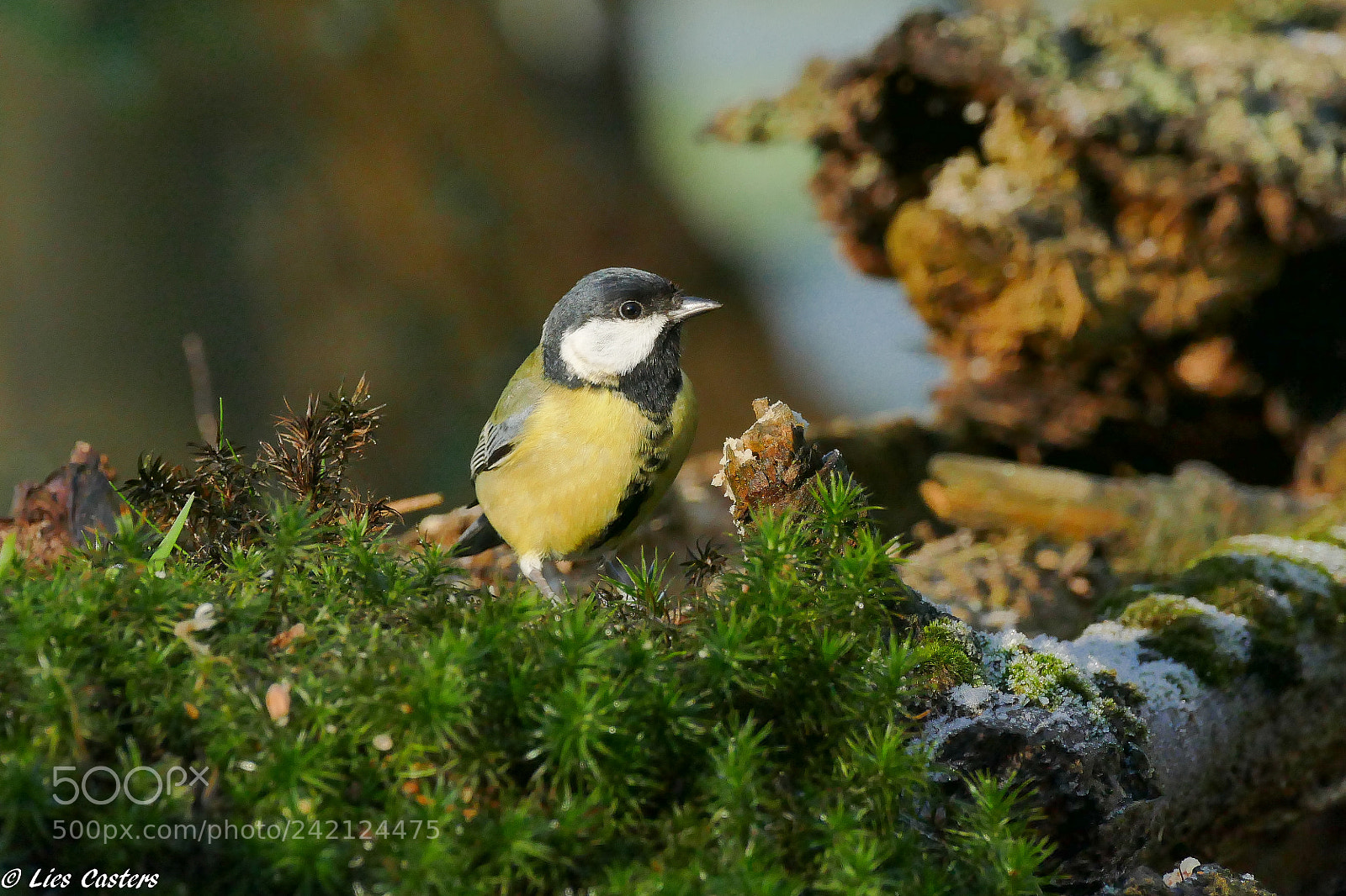 Panasonic Lumix DMC-FZ1000 sample photo. Great tit photography