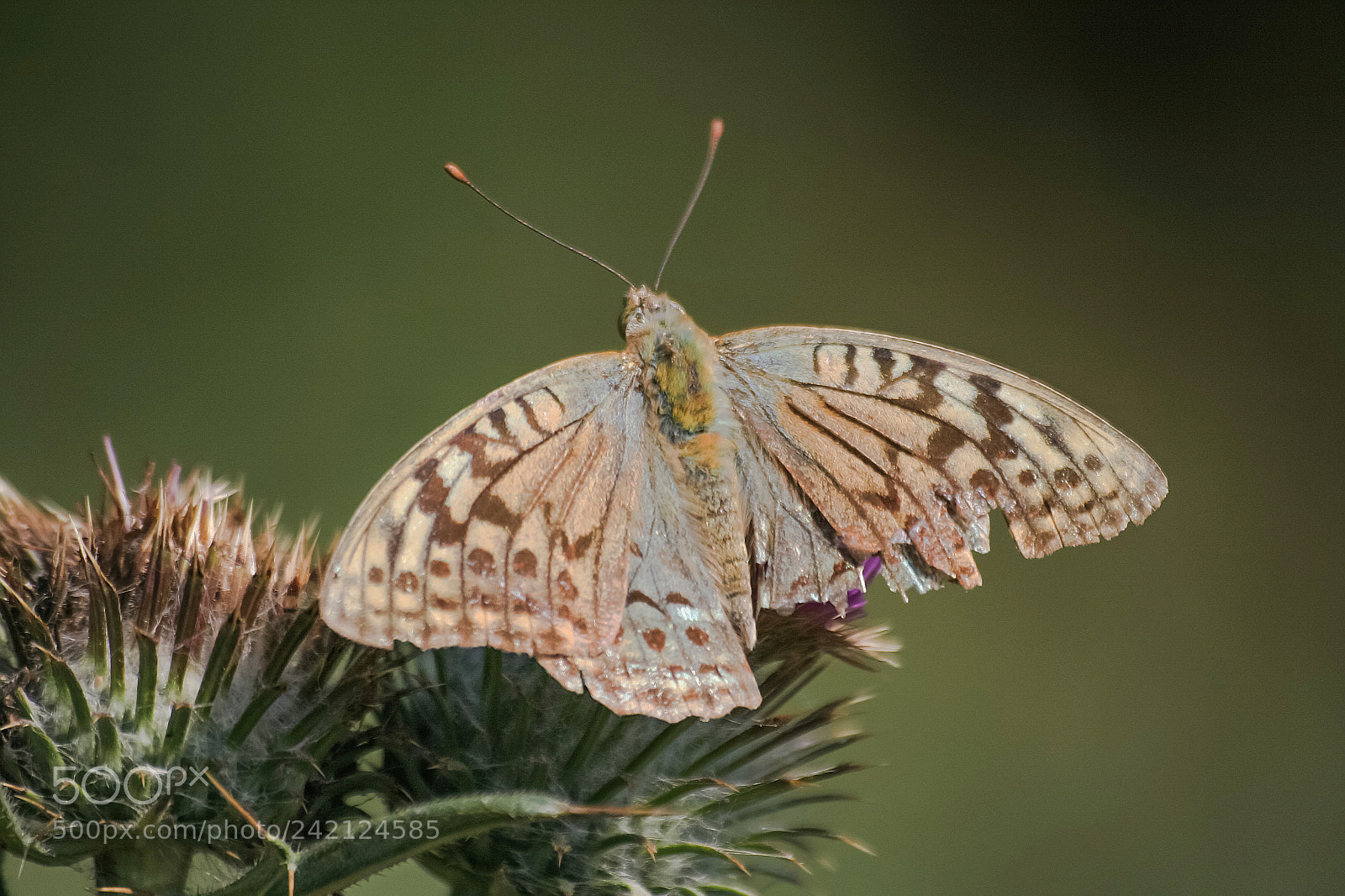 Canon EOS 350D (EOS Digital Rebel XT / EOS Kiss Digital N) sample photo. Bahad r - argynnis photography