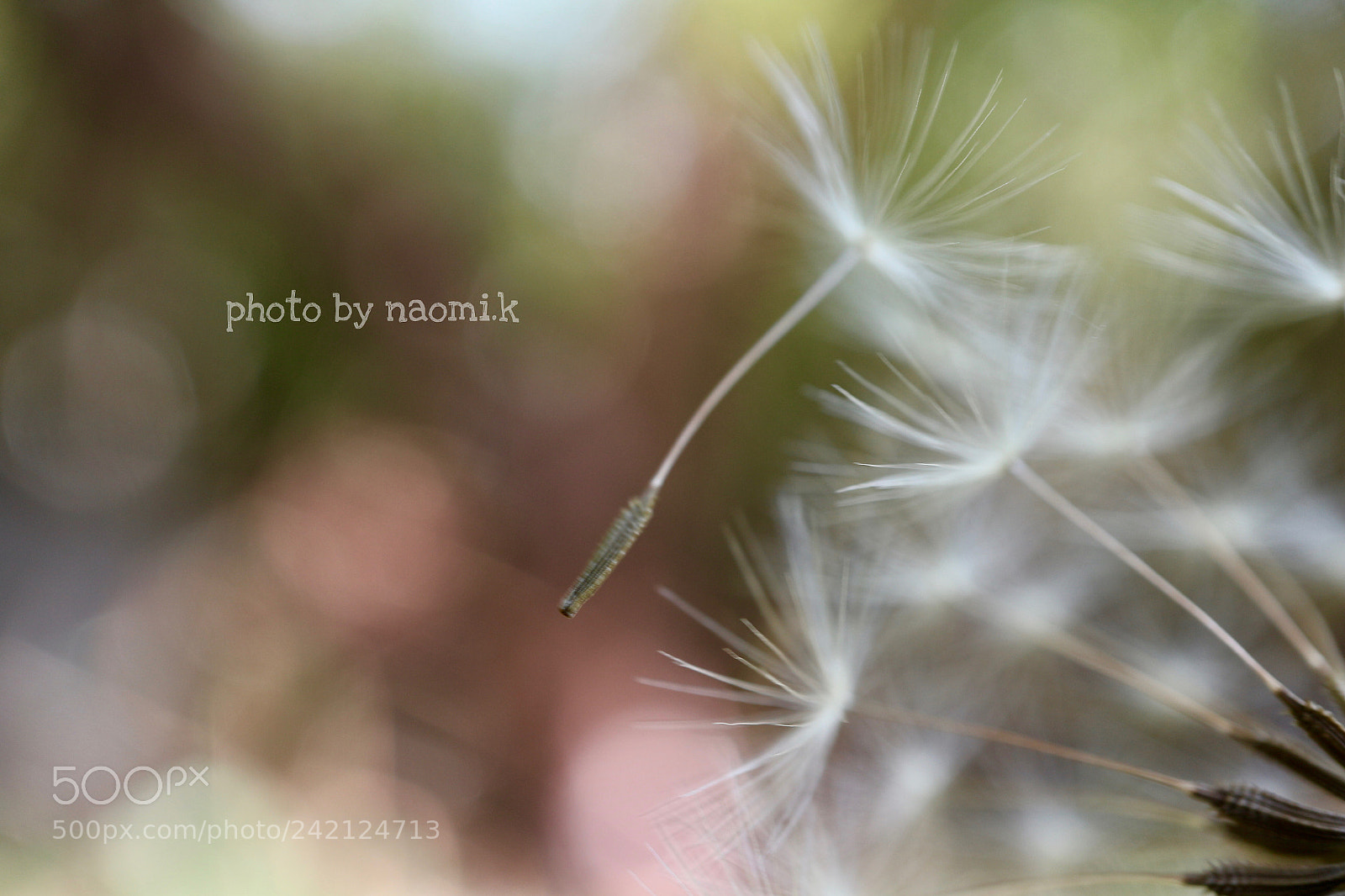 Canon EOS M10 sample photo. Let's fly away photography