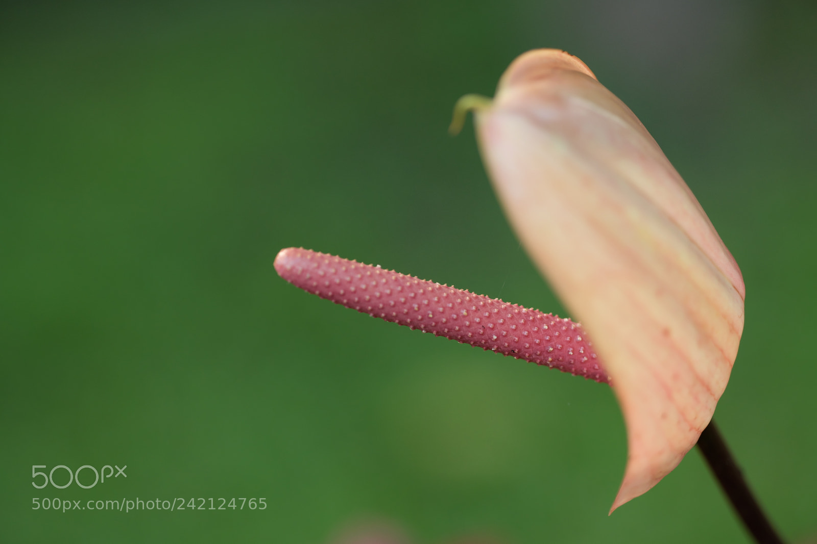 Fujifilm X-T10 sample photo. Flower inside green photography