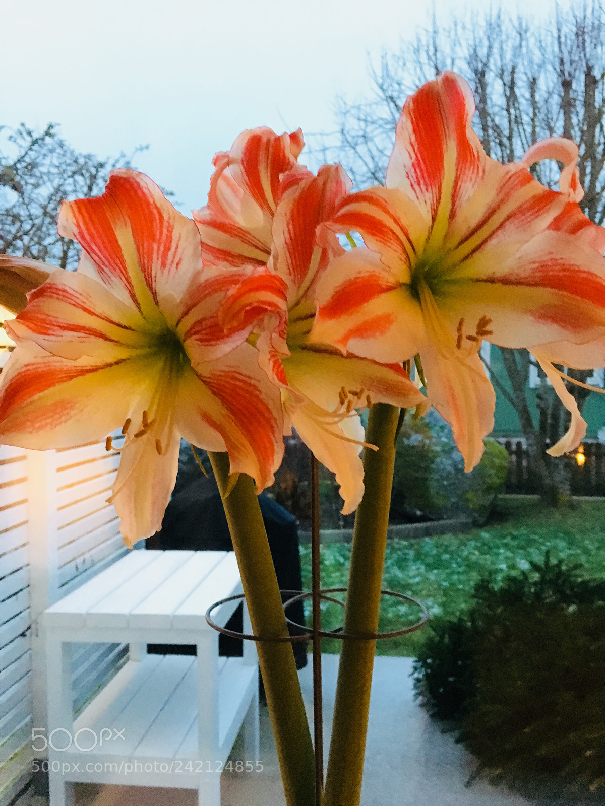 Apple iPhone 6s sample photo. Candy cane amaryllis photography