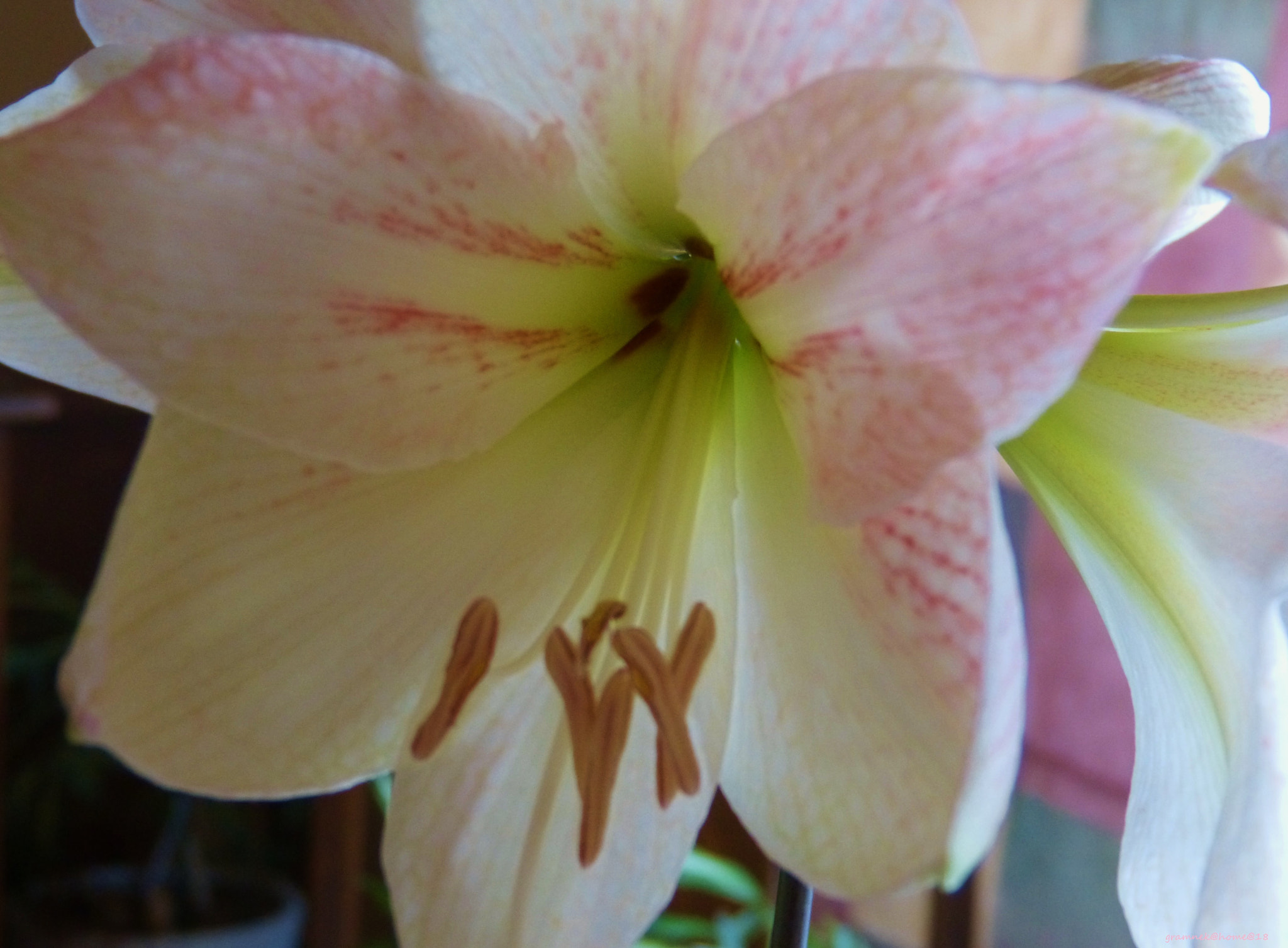 Panasonic Lumix DMC-FZ60 (Lumix DMC-FZ62) sample photo. Amaryllis photography