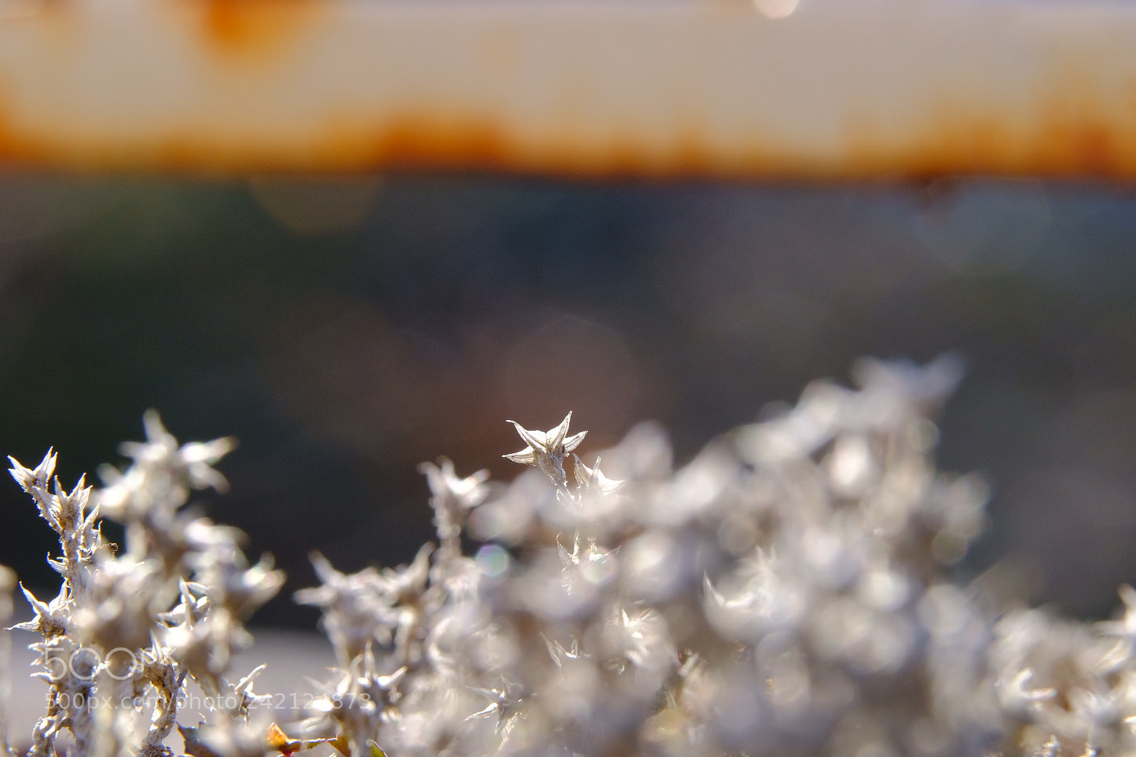 Fujifilm X-T2 sample photo. Fuji xt2 photography