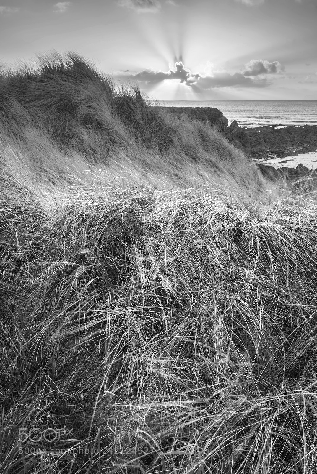 Nikon D800 sample photo. Beautiful black and white photography