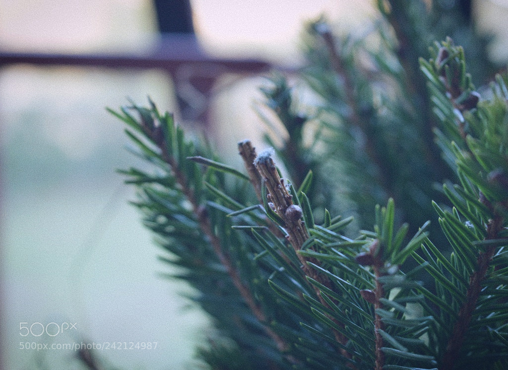 Nikon D3200 sample photo. *** photography