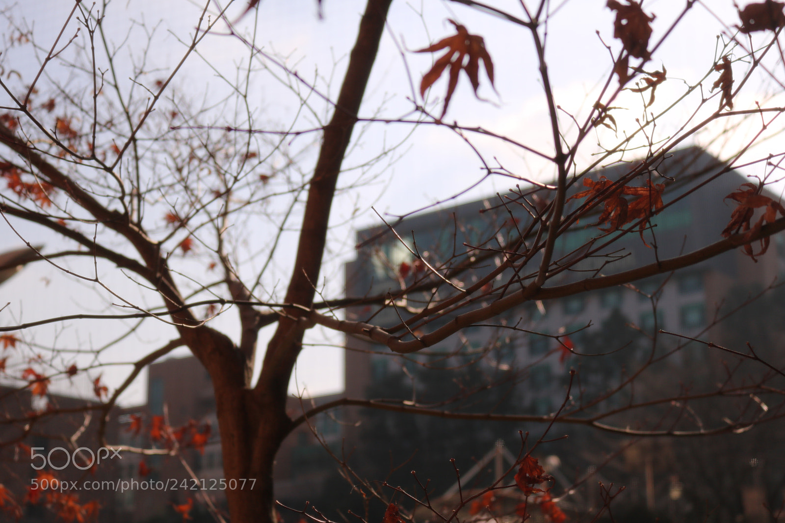 Canon EOS 750D (EOS Rebel T6i / EOS Kiss X8i) sample photo. Img photography