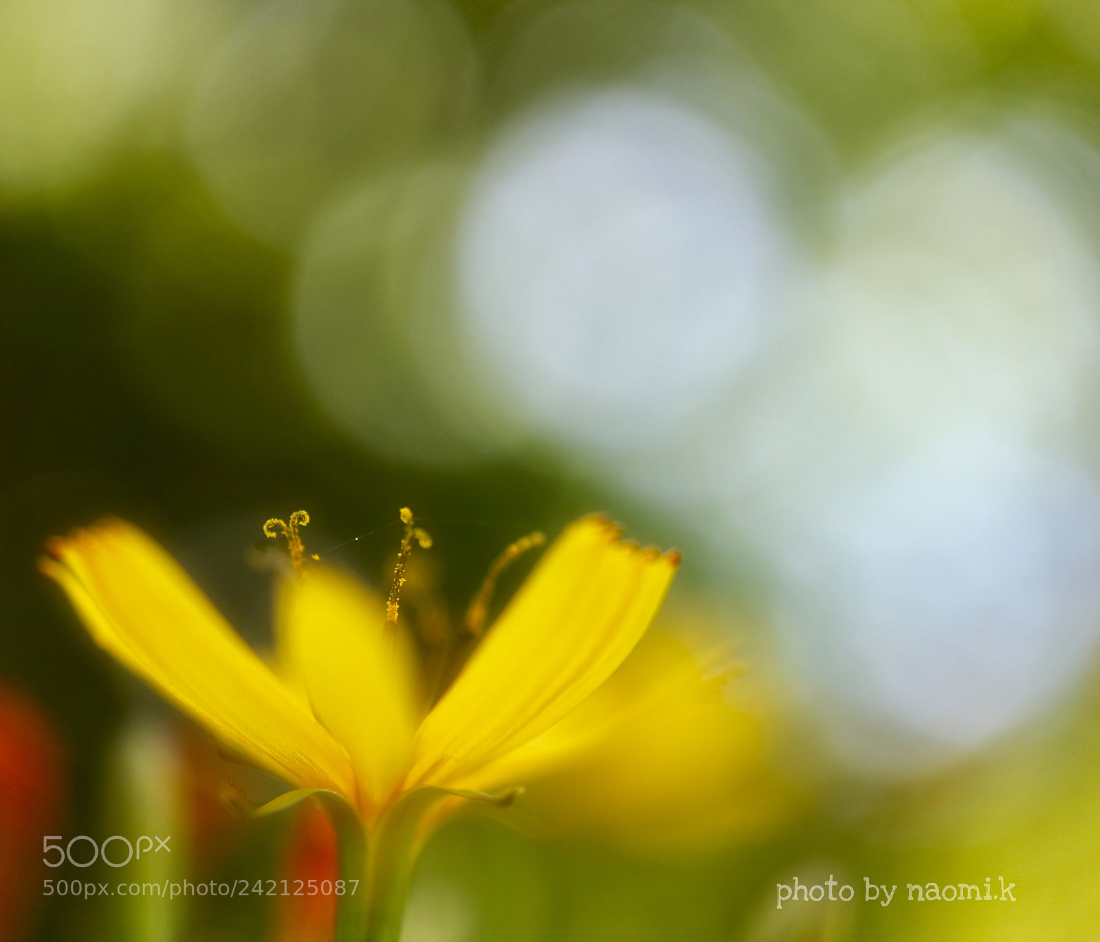 Canon EOS M10 sample photo. Flower photography