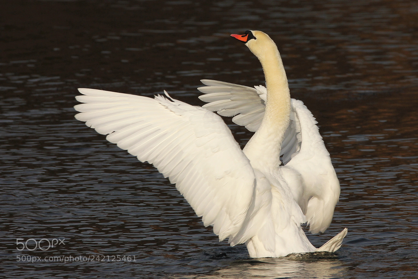Canon EOS 550D (EOS Rebel T2i / EOS Kiss X4) sample photo. Swan photography