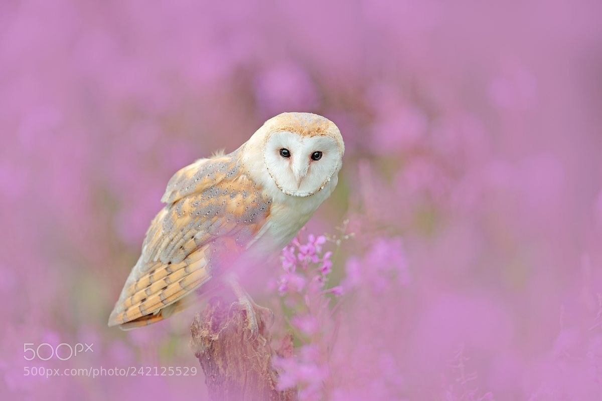 Canon EOS-1D X Mark II sample photo. Barn owl (tyto alba) photography