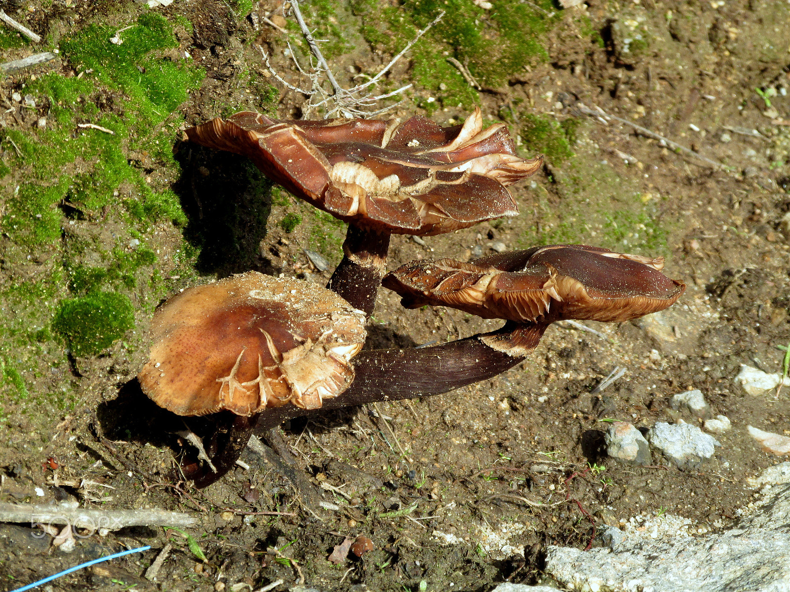 Canon PowerShot SX160 IS sample photo. Mushrooms photography