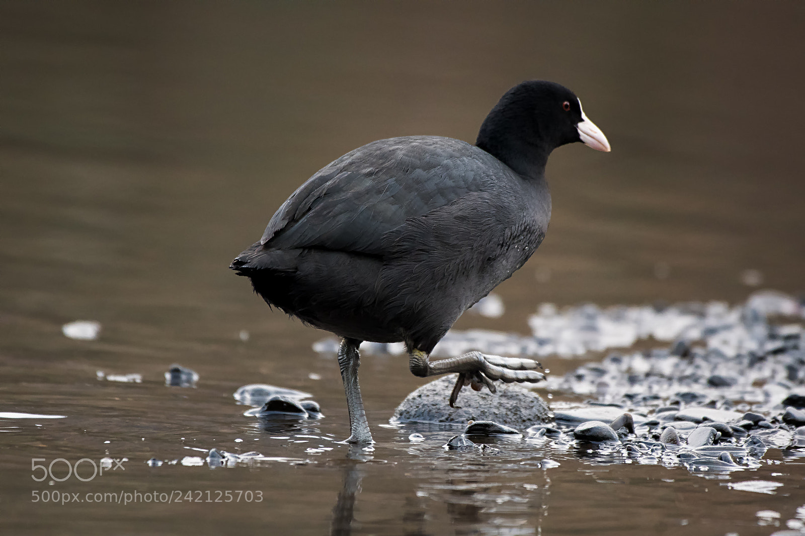 Nikon D500 sample photo. Coot on soft soles ... photography