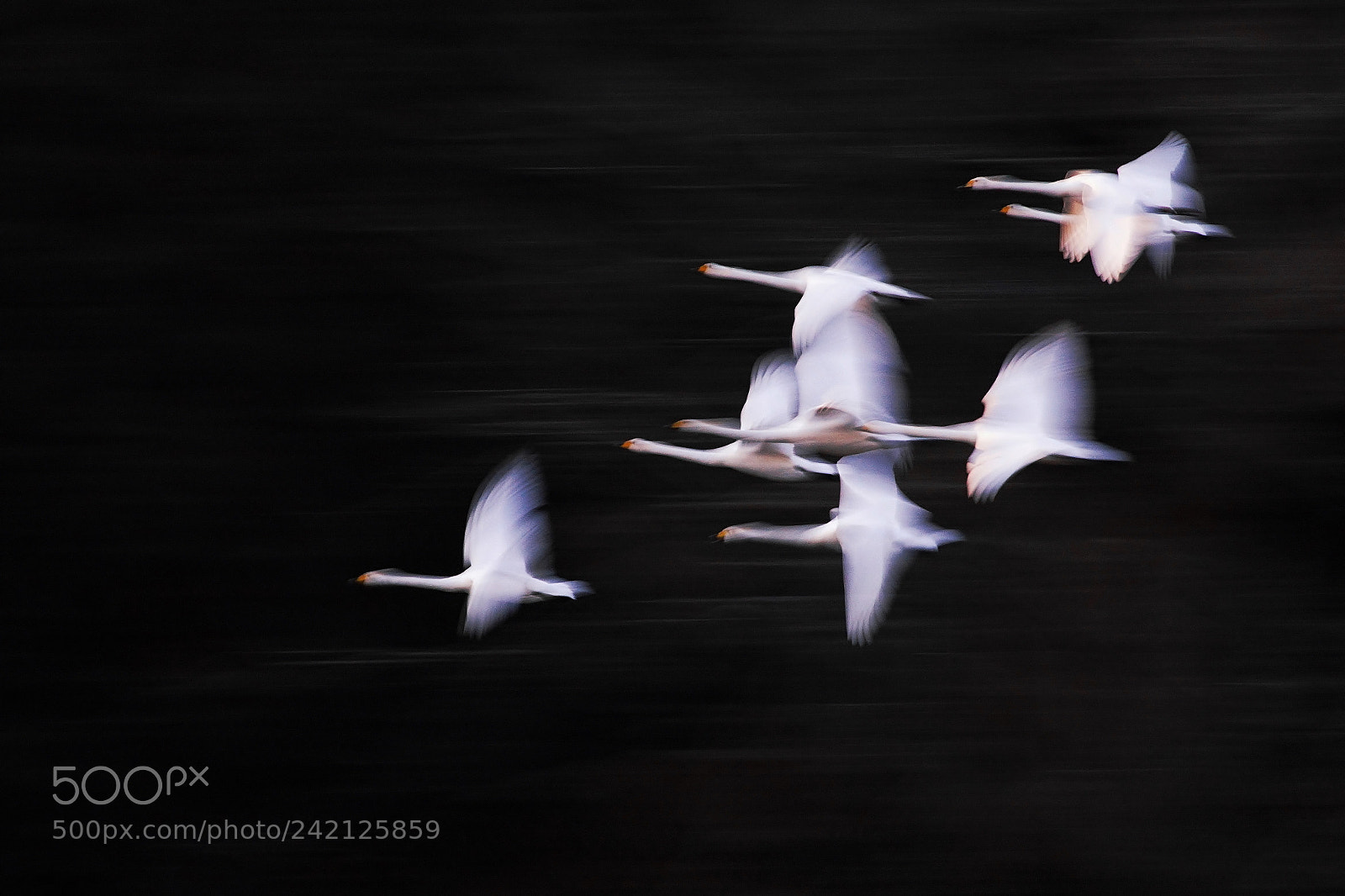 Sony ILCA-77M2 sample photo. (flying dancers) photography