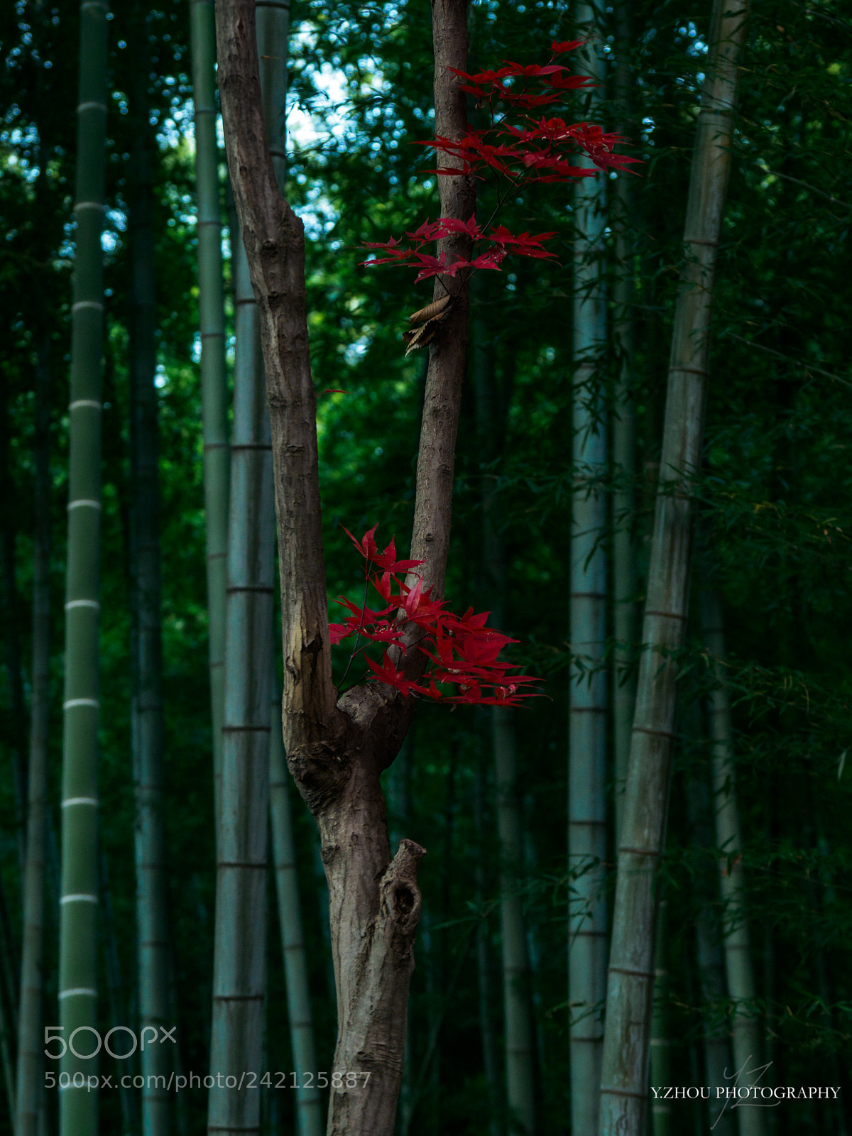 Olympus OM-D E-M1 Mark II sample photo. Maple photography