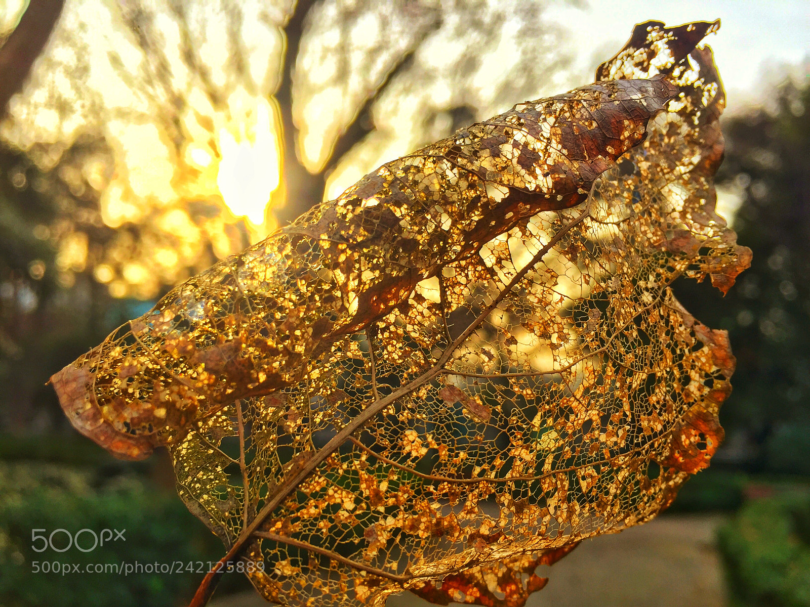 Apple iPhone 6 sample photo. Leaf photography