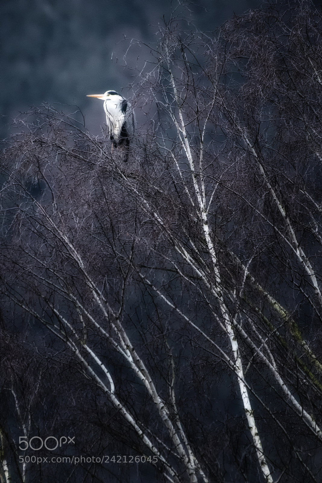 Nikon D500 sample photo. Heron on the tree... photography