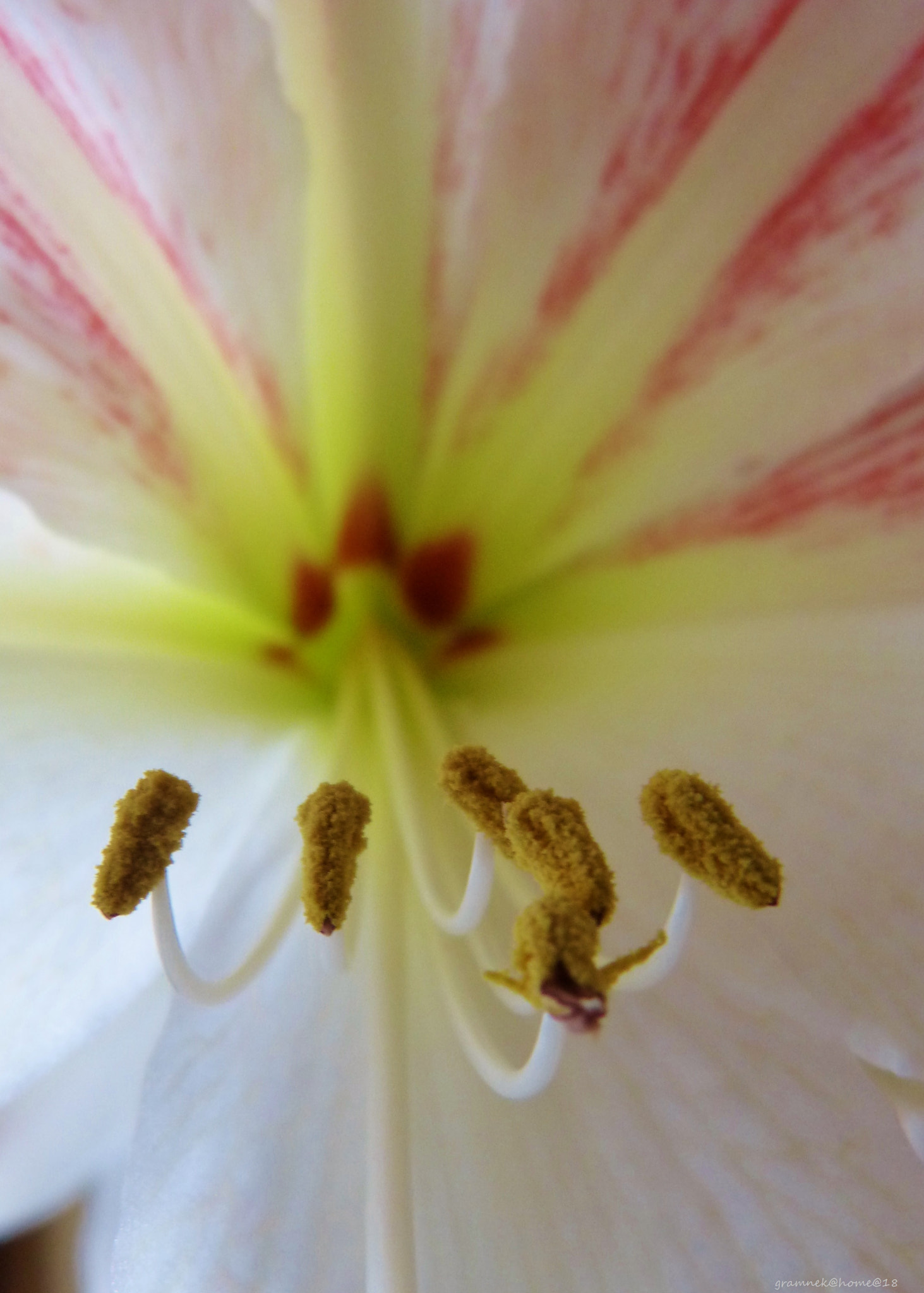 Panasonic Lumix DMC-FZ60 (Lumix DMC-FZ62) sample photo. Speak directly into the mic  amaryllis photography
