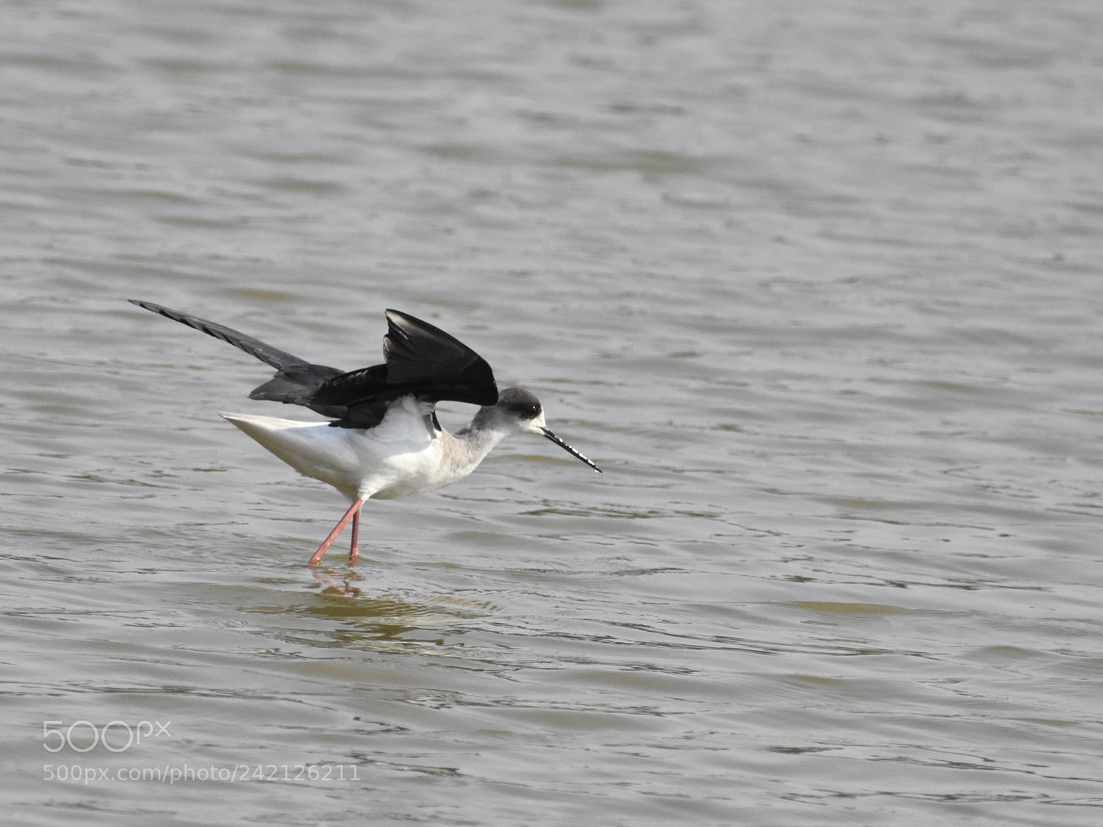 Nikon D3400 sample photo. Let's fly.!! photography