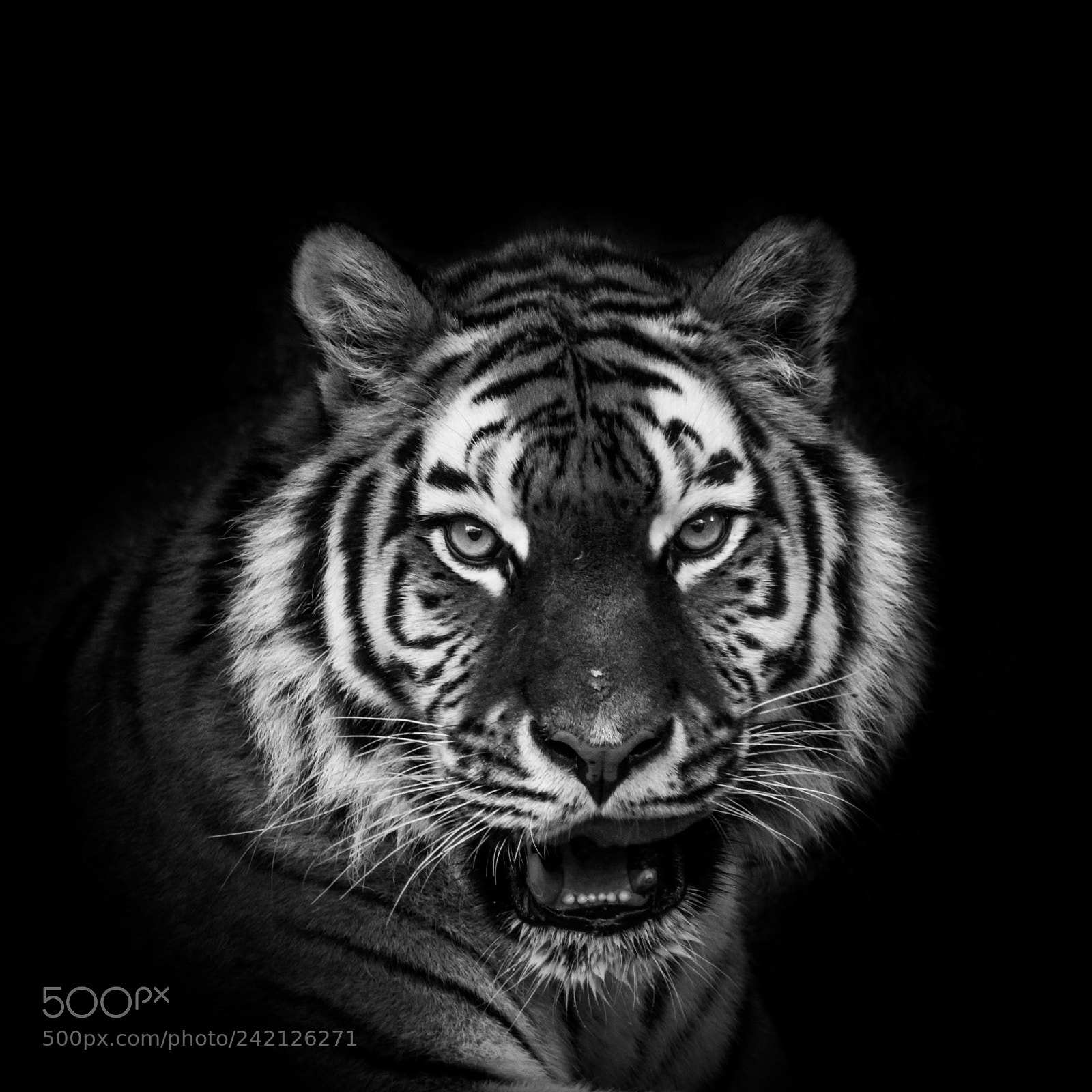 Nikon D7200 sample photo. Tiger photography