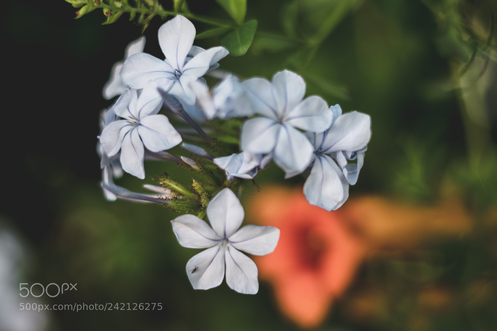 Sony a6500 sample photo. Jazmín photography