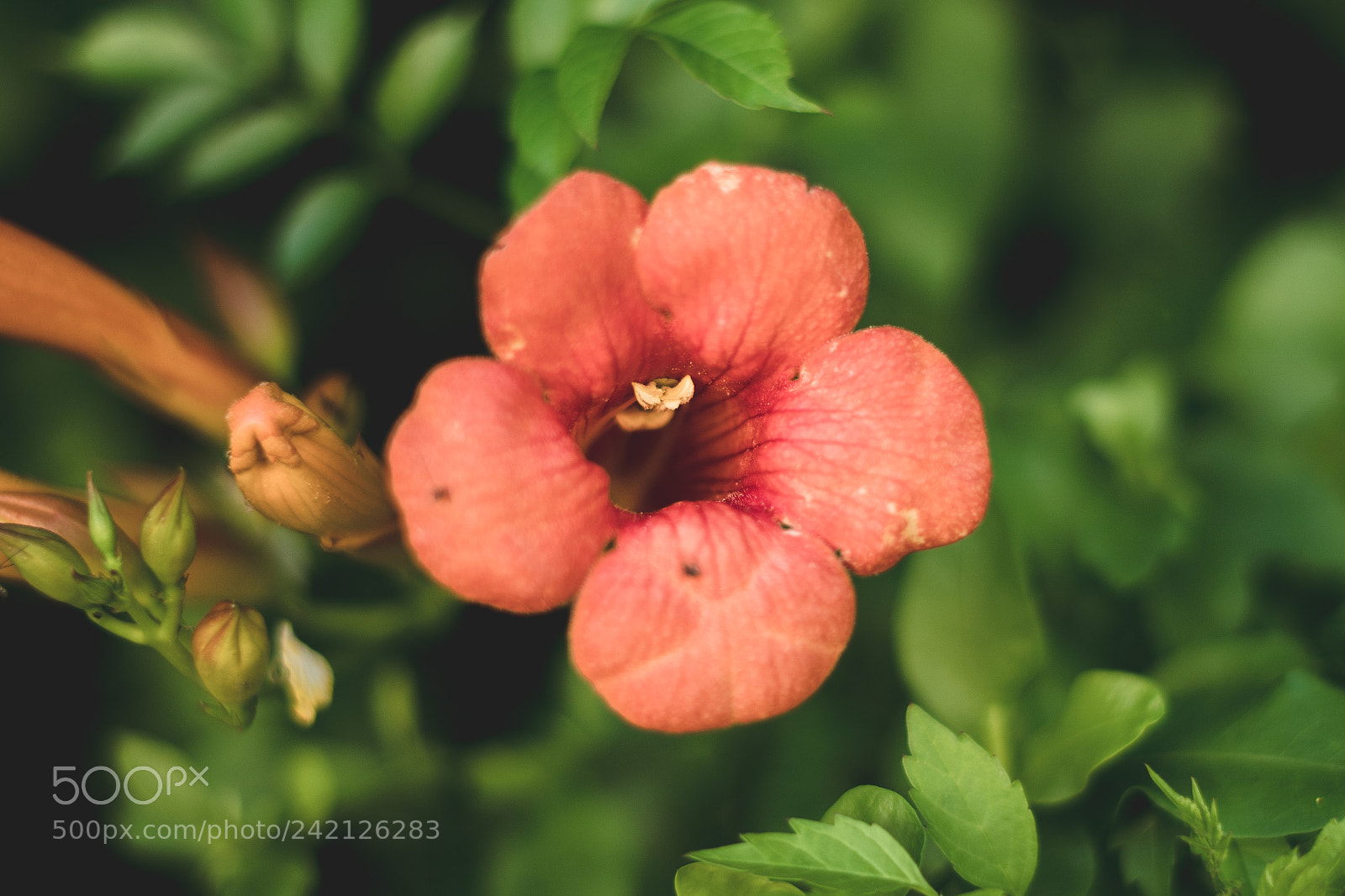 Sony a6500 sample photo. Dsc photography