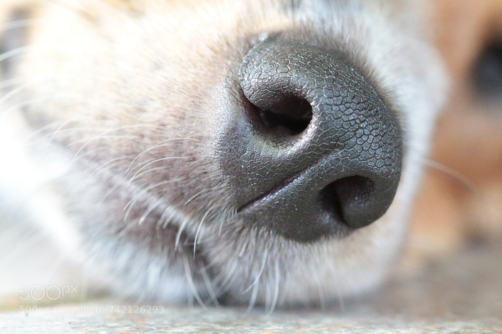 Canon EOS 650D (EOS Rebel T4i / EOS Kiss X6i) sample photo. Puppy nose photography