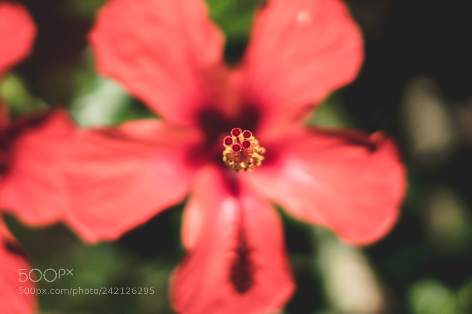 Sony a6500 sample photo. Dsc photography