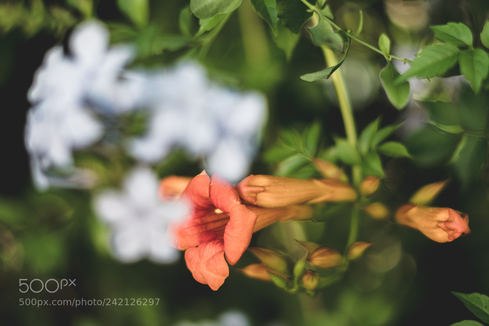 Sony a6500 sample photo. Dsc photography