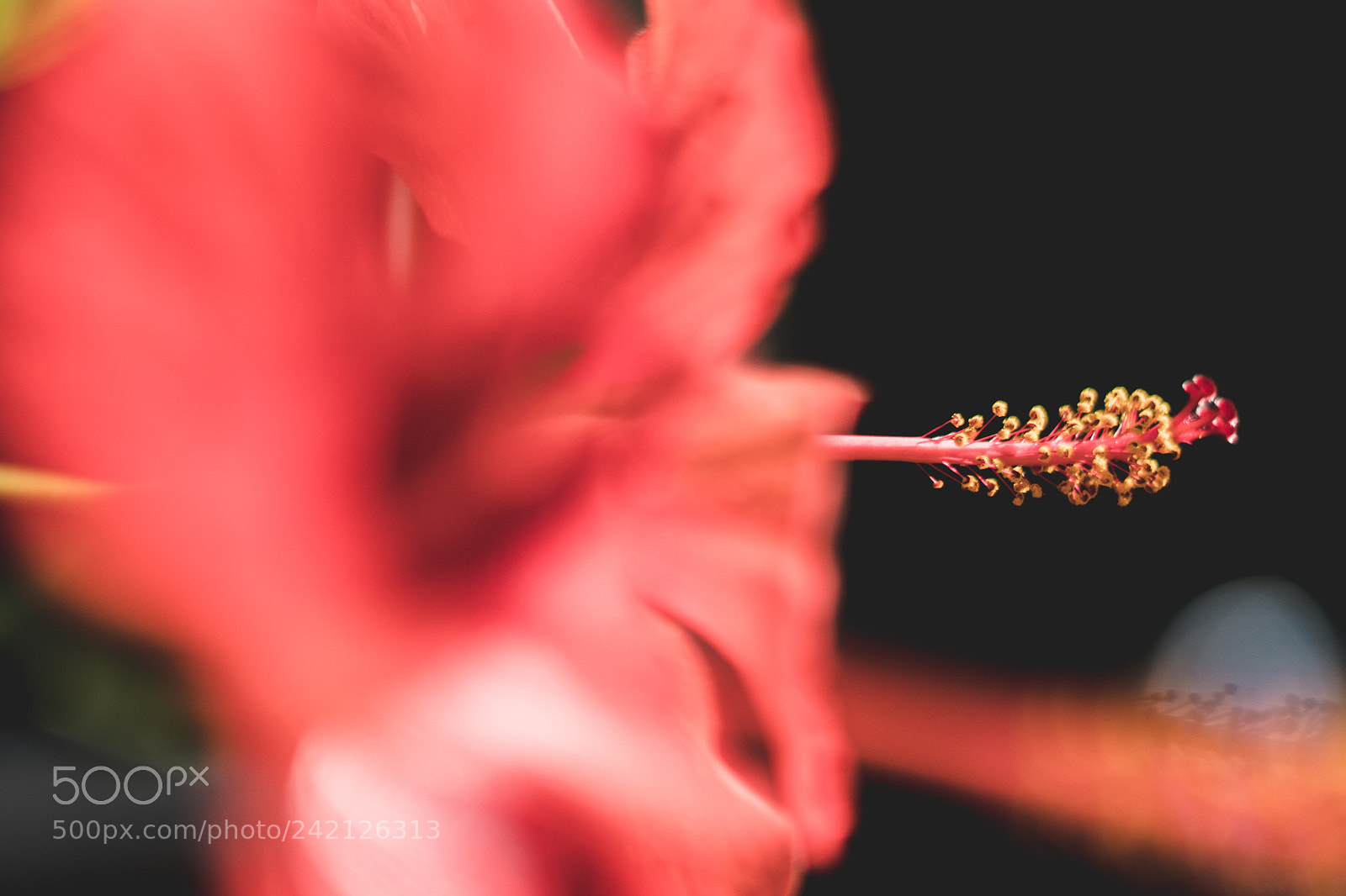 Sony a6500 sample photo. Dsc photography