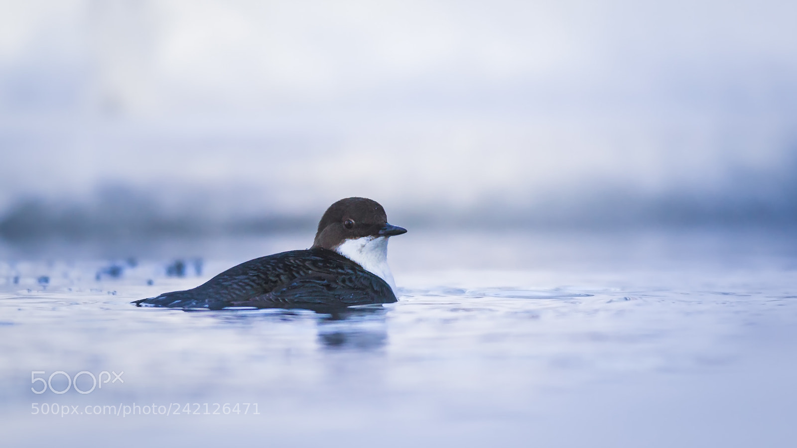 Canon EOS-1D Mark IV sample photo. Winter swimming photography