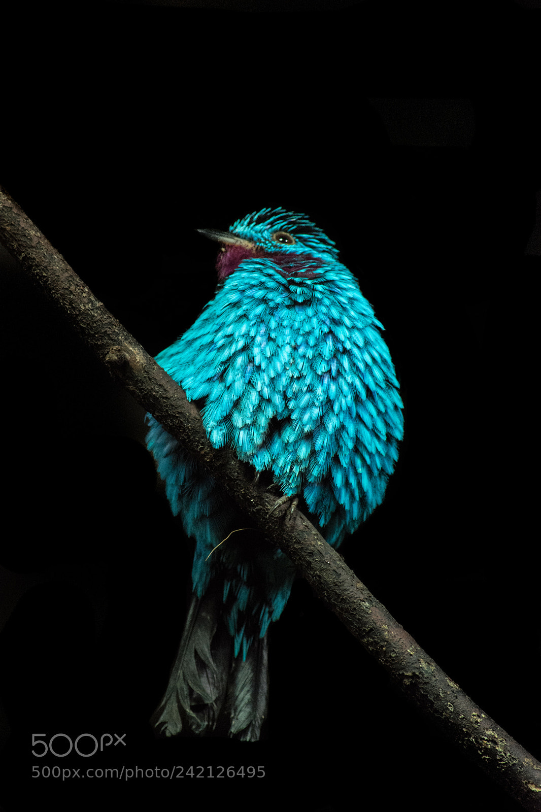 Nikon D7200 sample photo. Bird photography