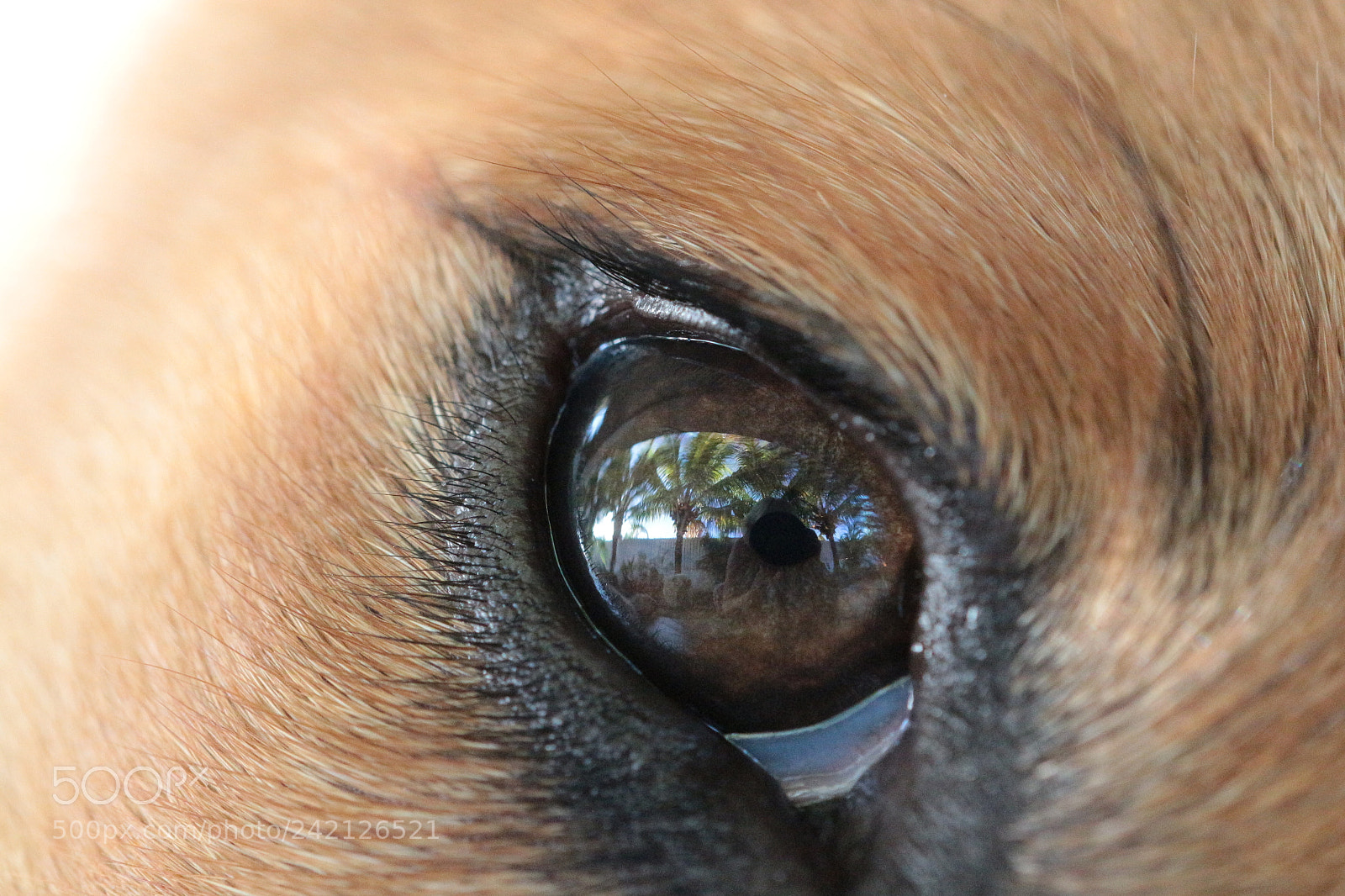 Canon EOS 650D (EOS Rebel T4i / EOS Kiss X6i) sample photo. Thro the eyes of photography