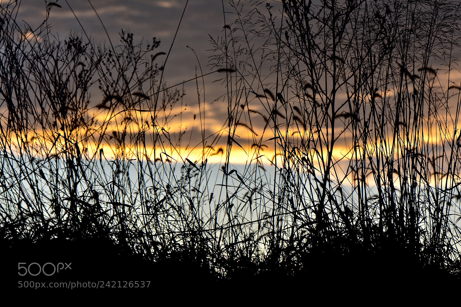 Nikon D7100 sample photo. Sunset through the weeds photography