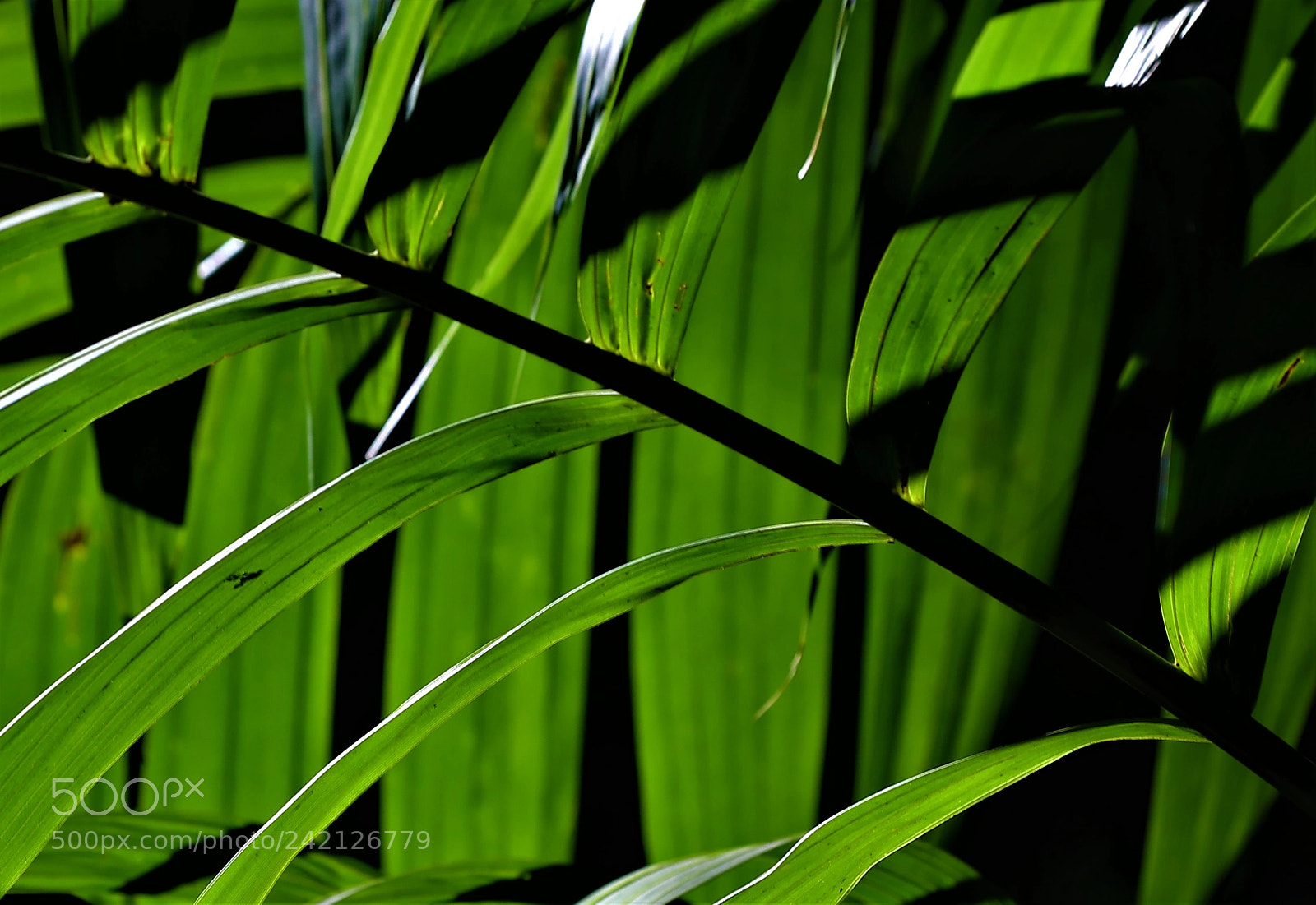Canon EOS 5DS R sample photo. Love green photography