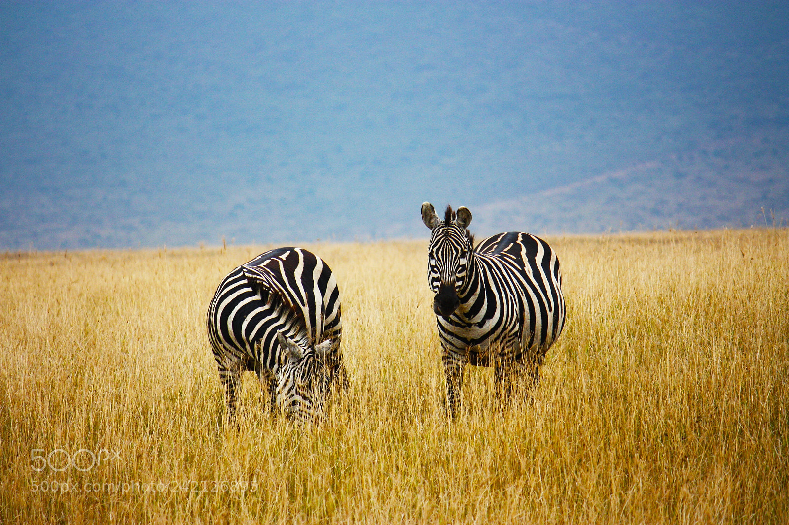 Canon EOS 450D (EOS Rebel XSi / EOS Kiss X2) sample photo. Zebras in the crater photography