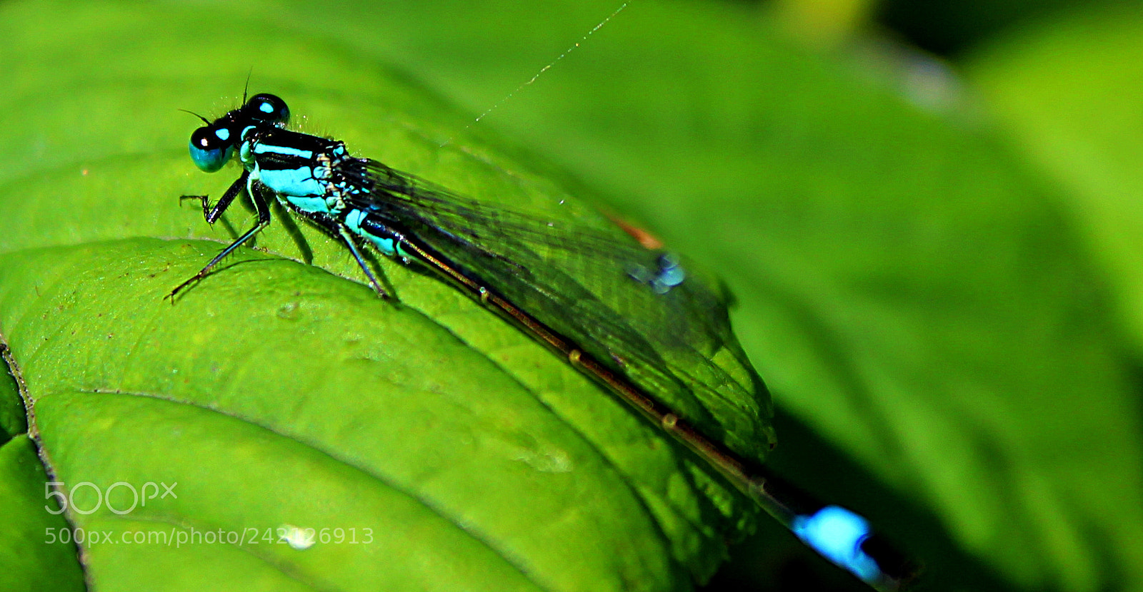 Canon EF-S 18-55mm F3.5-5.6 III sample photo. Adult damselfly photography