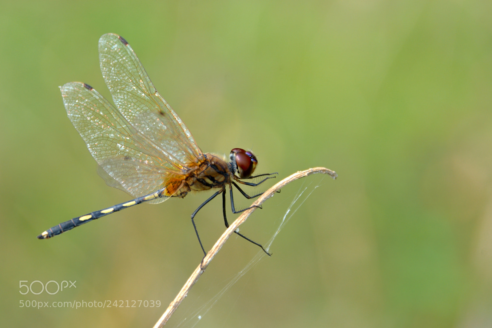 Nikon D7100 sample photo. Dragonfly photography