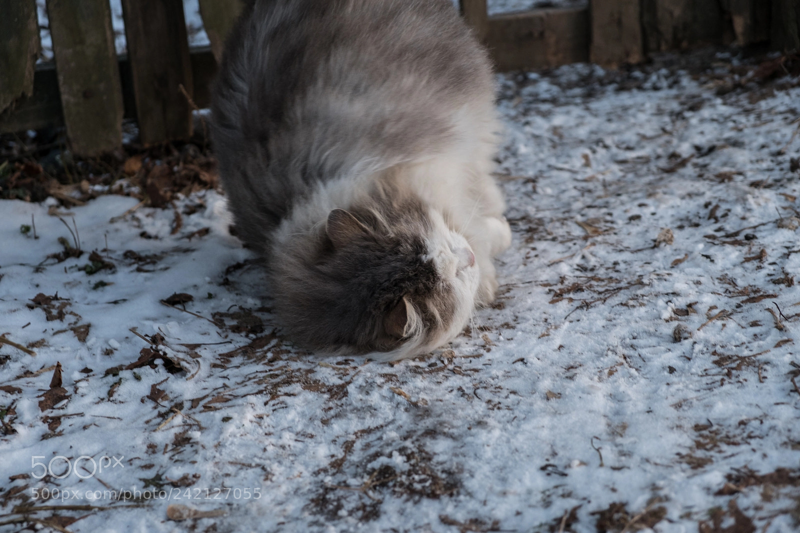 Fujifilm X-T20 sample photo. Affectionate cat photography