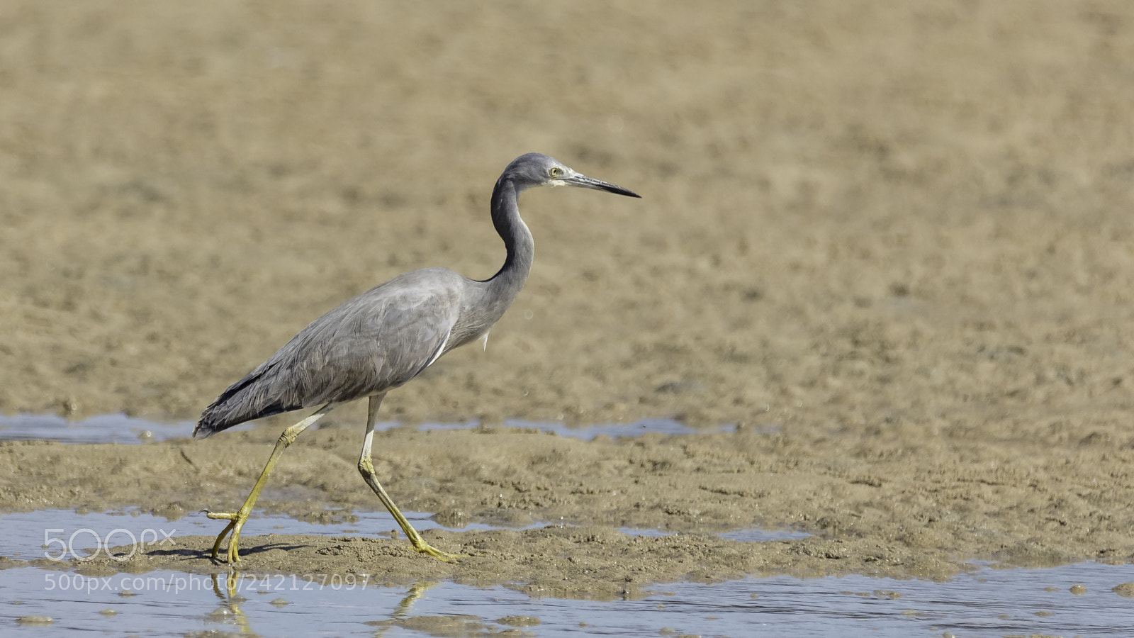 Canon EOS 5DS sample photo. White-faced heron photography
