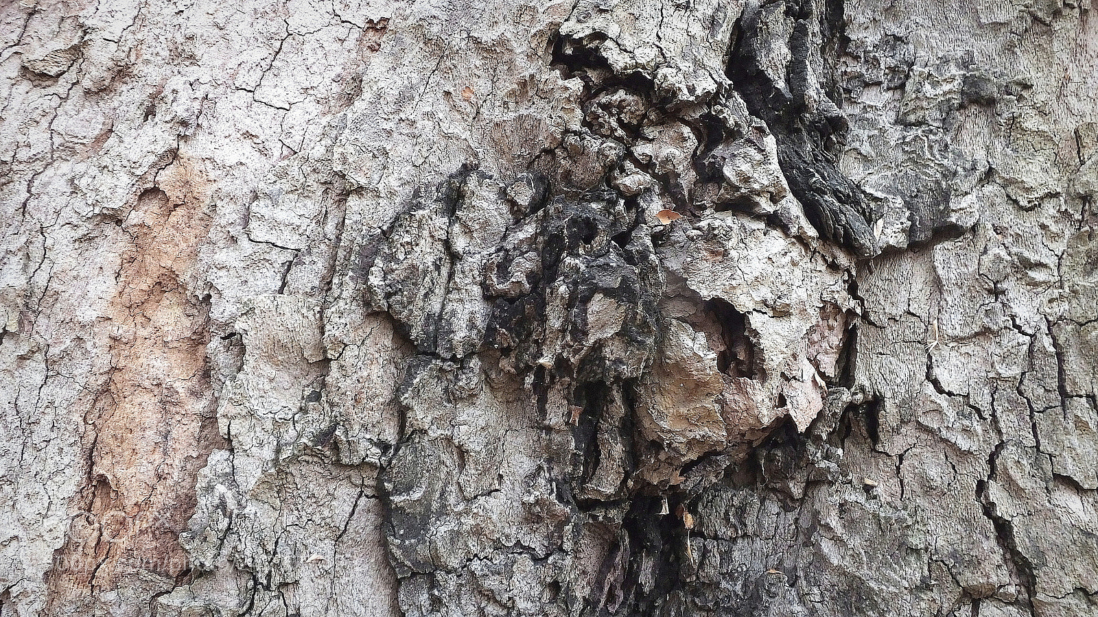 Fujifilm FinePix HS50 EXR sample photo. Bark in the park photography