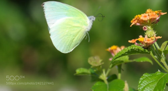 Samsung NX30 sample photo. A happy day photography
