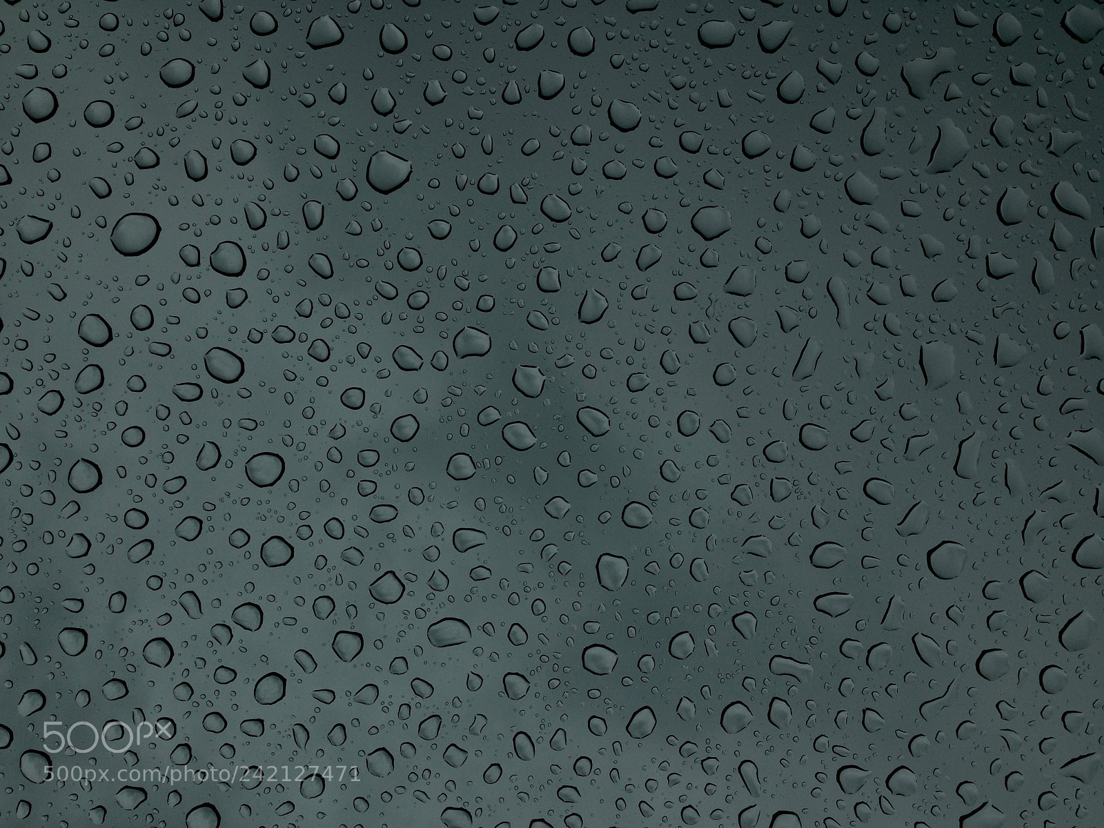 Apple iPhone 5c sample photo. Rain drops photography
